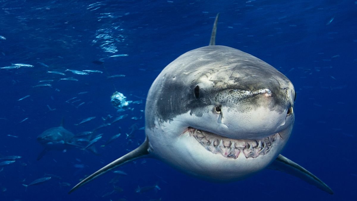 'Mega momma' great white shark killed on drumline may reveal secrets about iconic