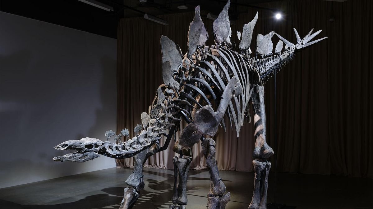 Most expensive dinosaur skeleton ever now on display in New York City